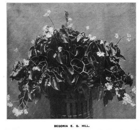 B. ‘E. G. Hill’